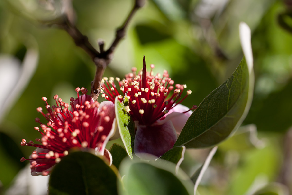 Fiejoa flowers