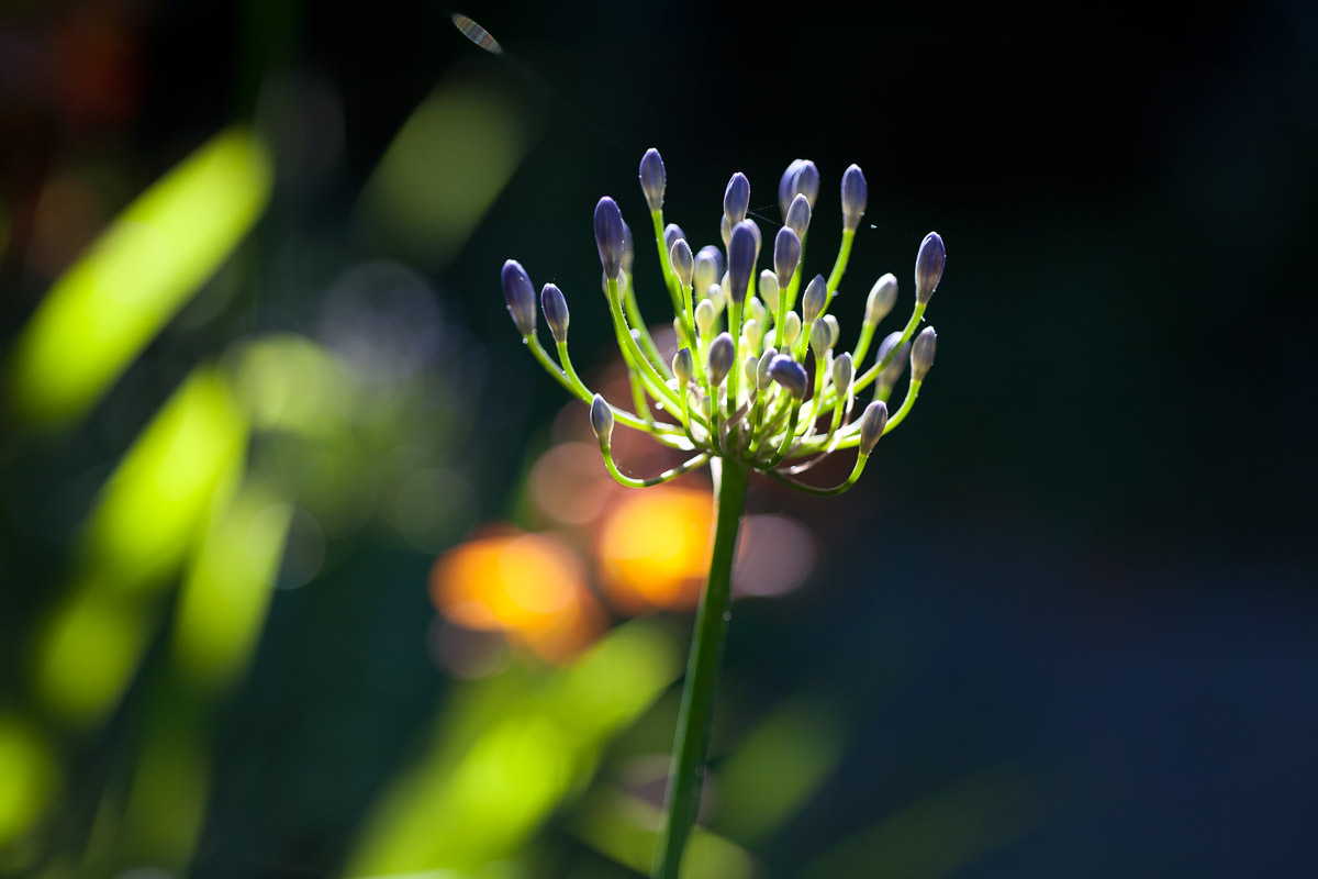 Agapanthus